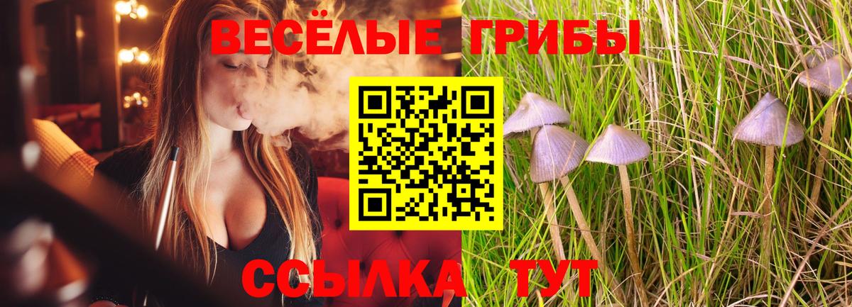 Псилоцибиновые грибы мицелий Павлово